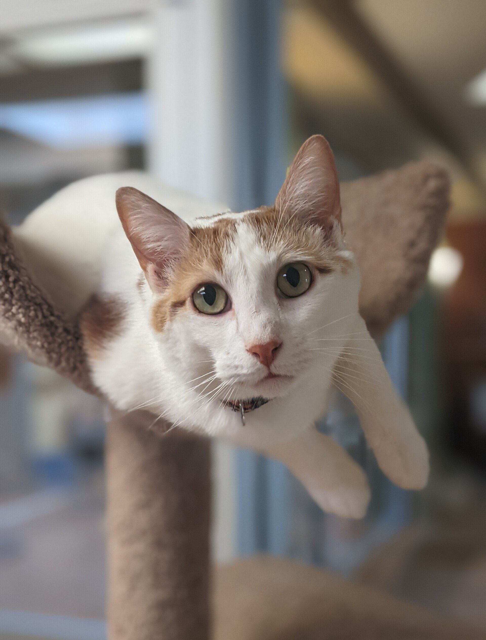Cat's Cradle Boarding & Grooming