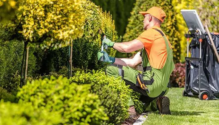 service man hedge trimming a bush