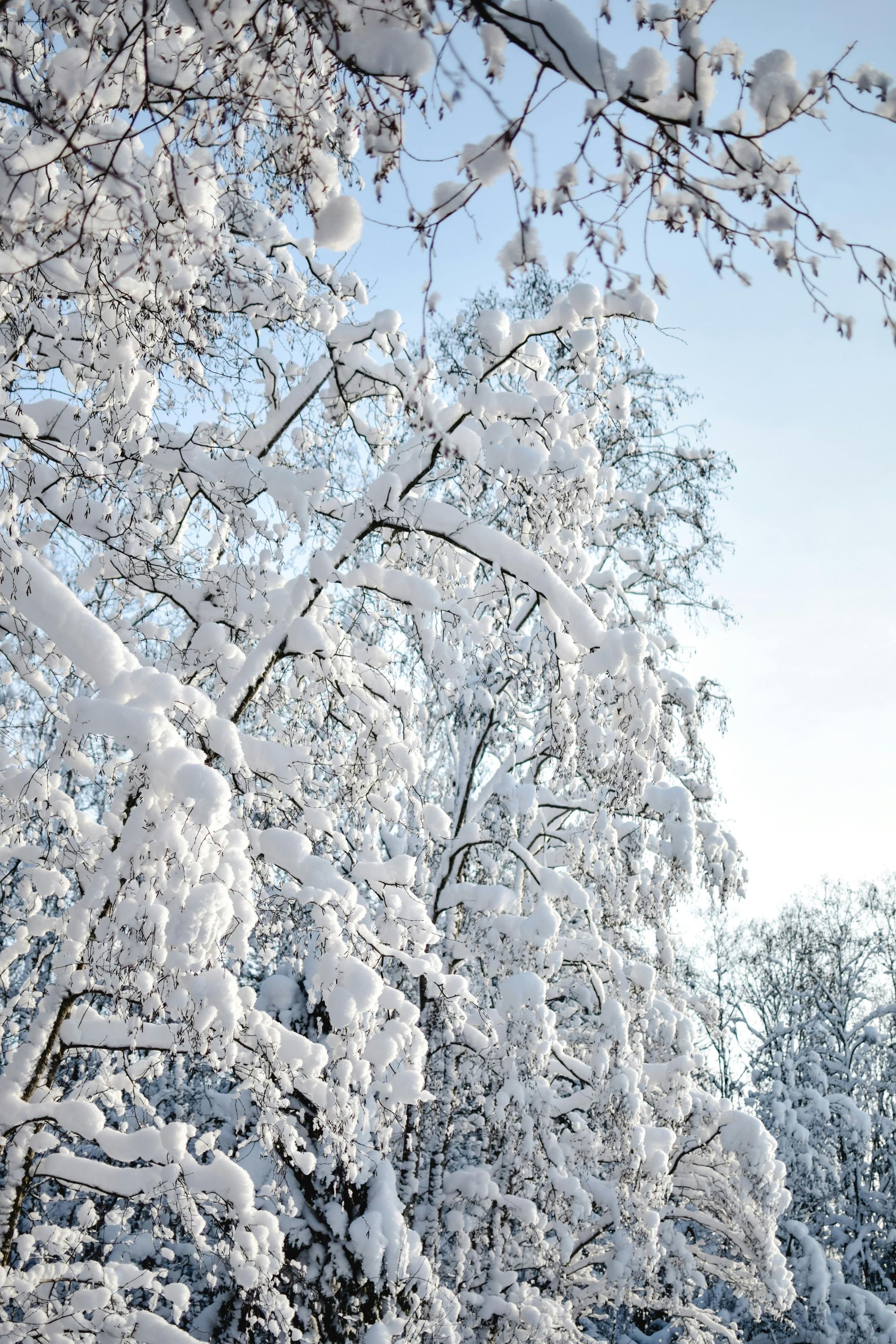 snow on trees