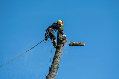 service man adding cables to tree