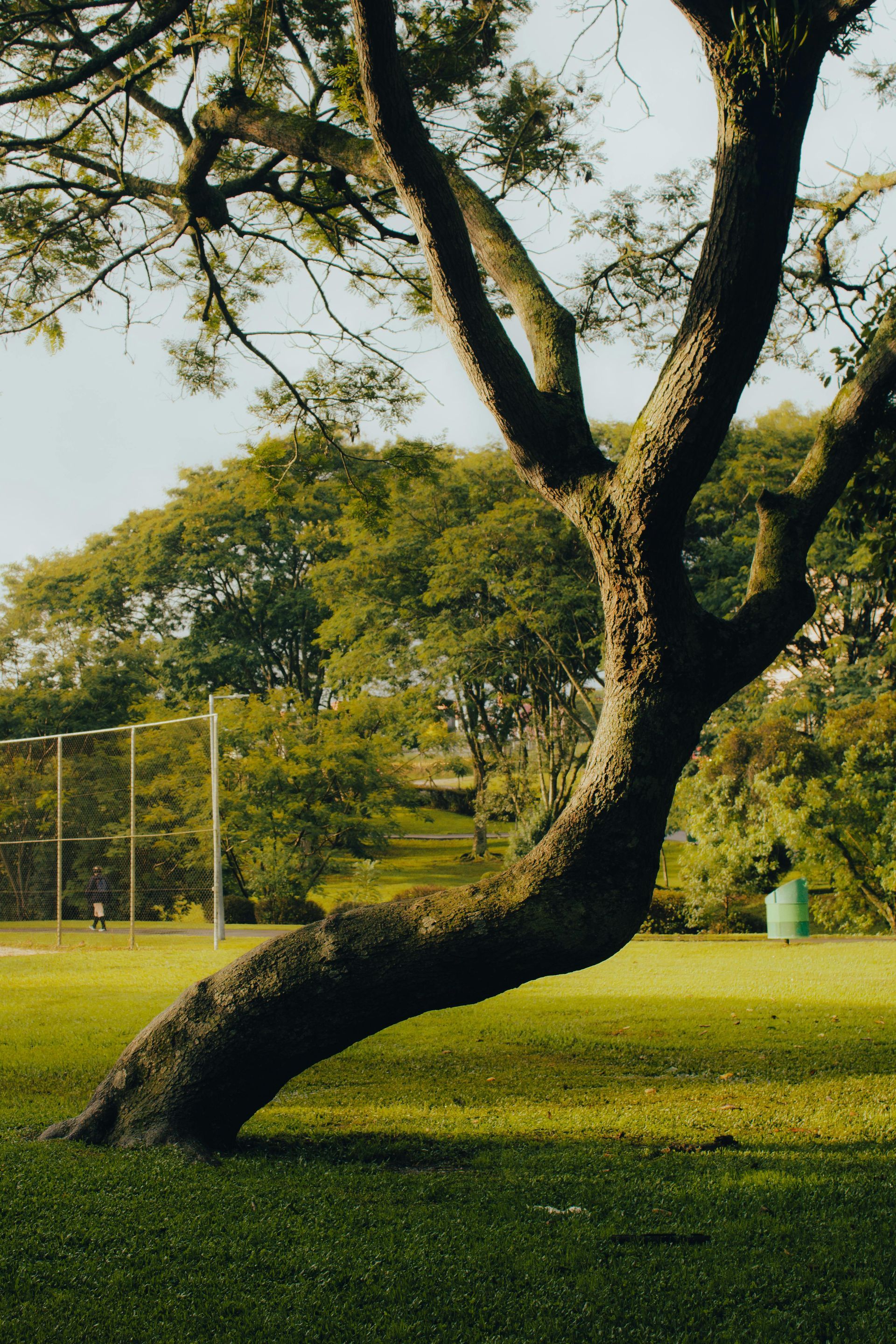 sitting tree in park