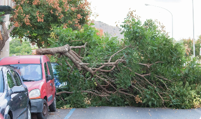 fallen tree on street