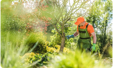 service man caring for tree