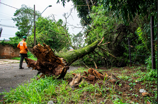 fallen emergency tree removal