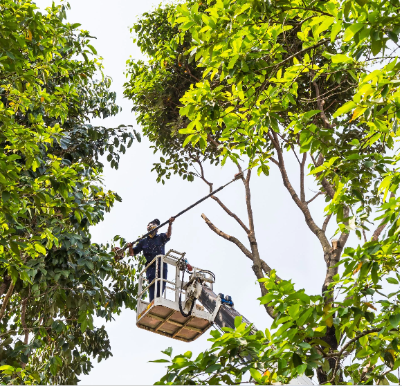 man cutting a high tree