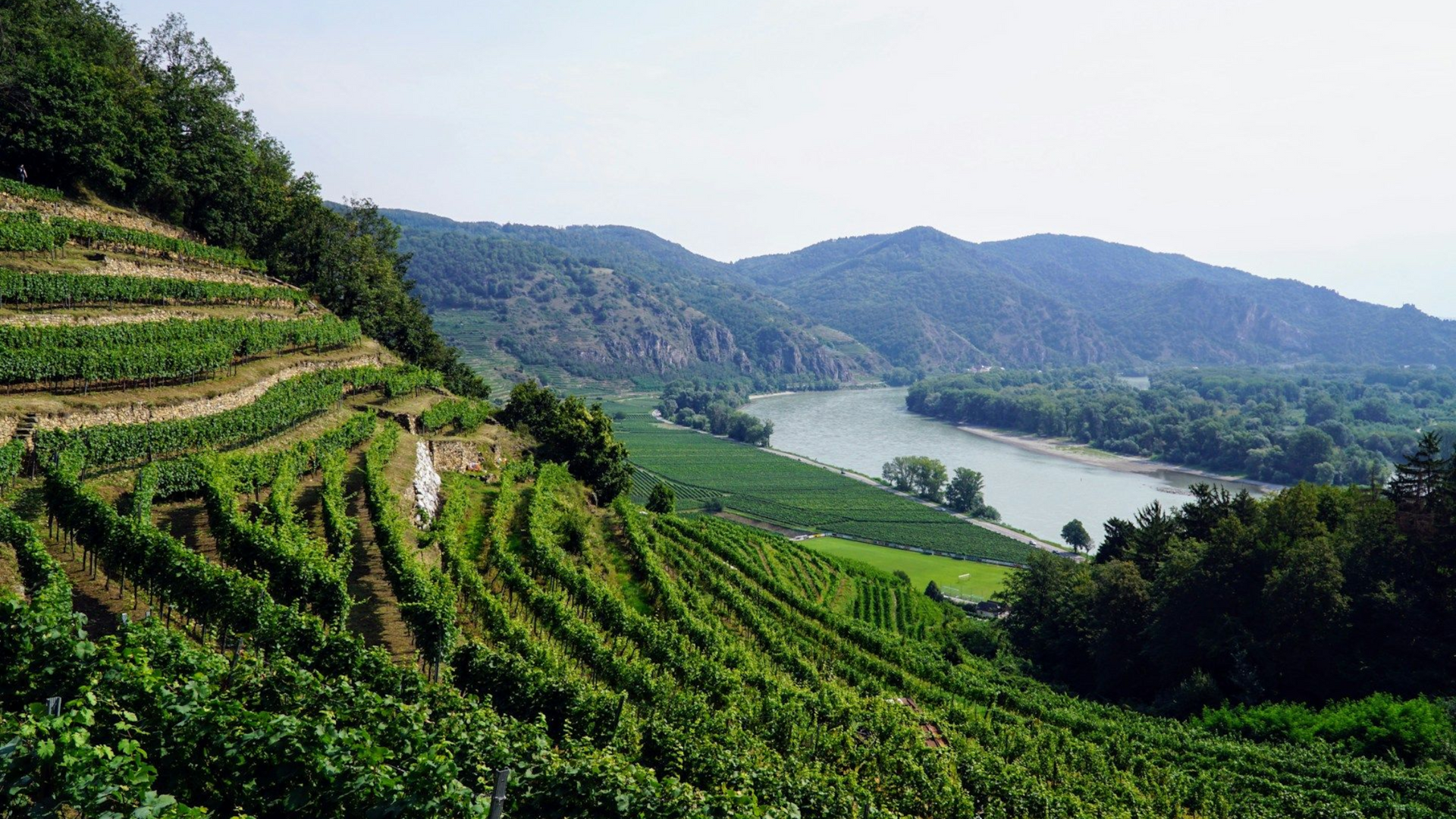 Terraced vineyards overlooking the Danube River in the Wachau Valley on a clear day, with small towns below.