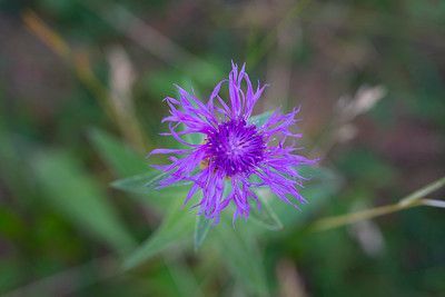 naturopathie