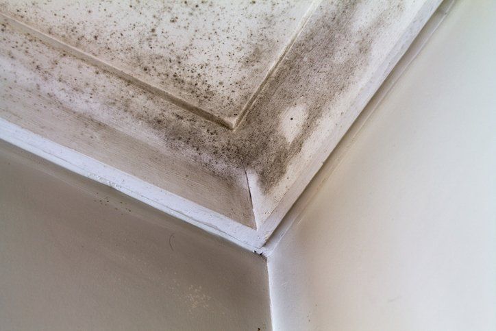 Mold