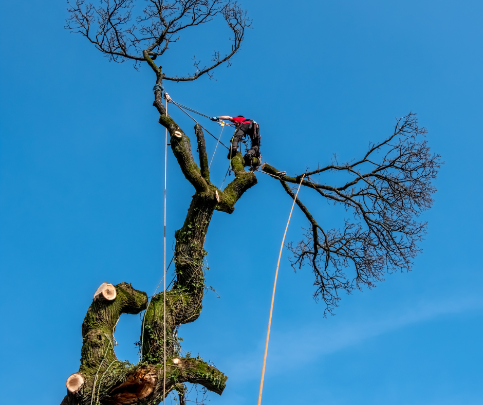 Brisbane Tree Services