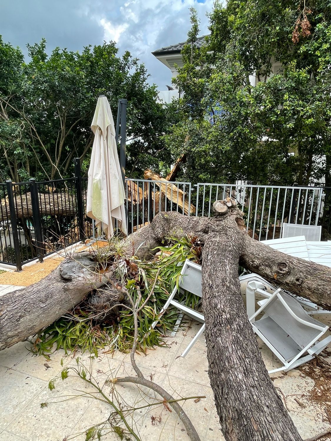 Emergency Tree Removal