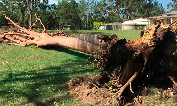 emergency tree removal jimboomba