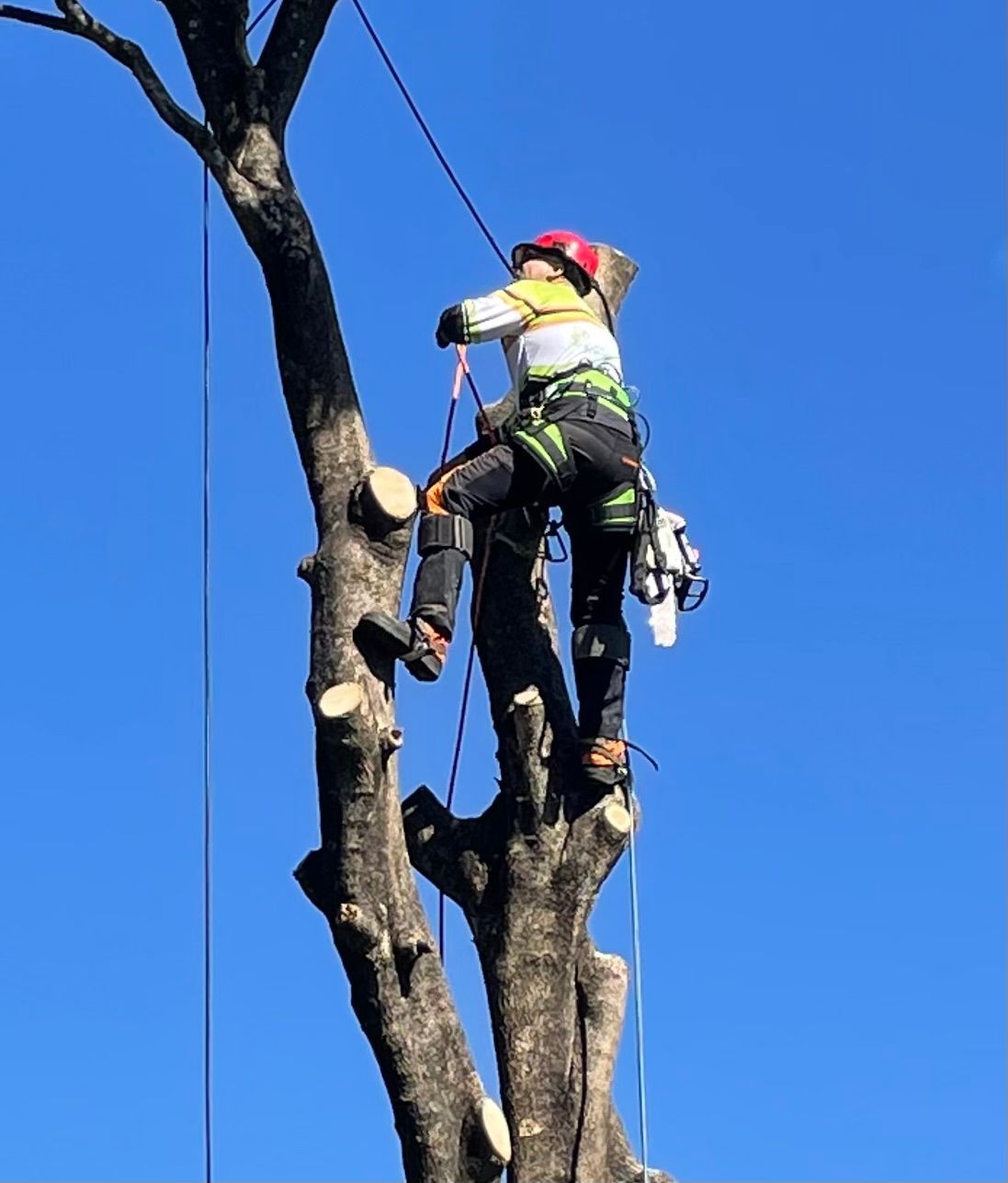 tree lopping brisbane