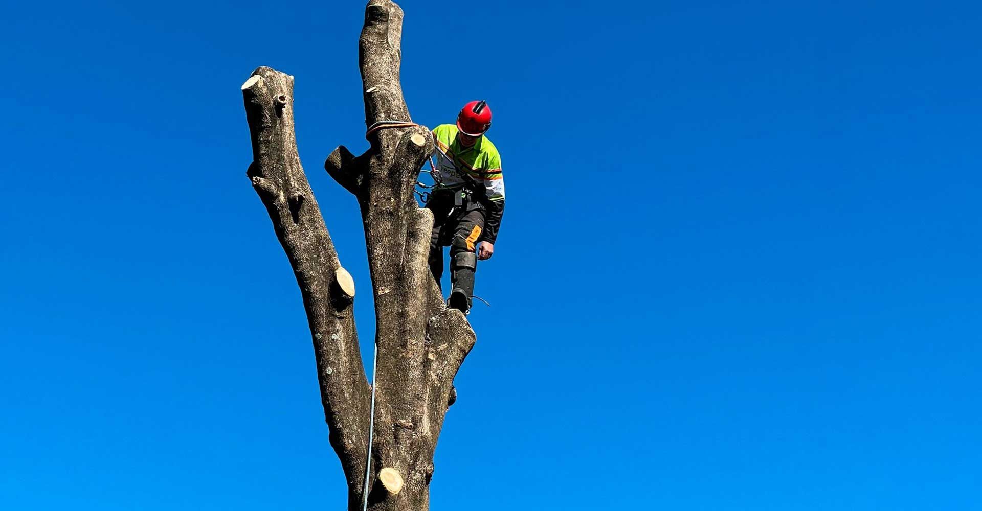 Tree Lopping Brisbane