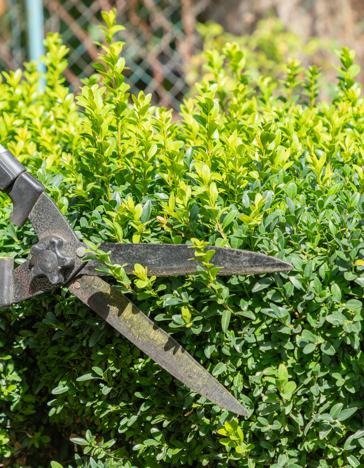 tree trimming brisbane