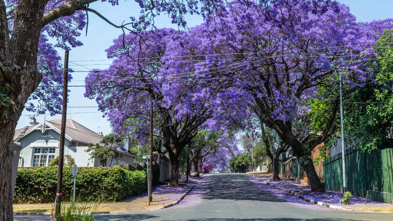 Tree pruning Brisbane