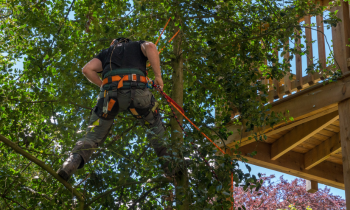 Palm tree removal alderley