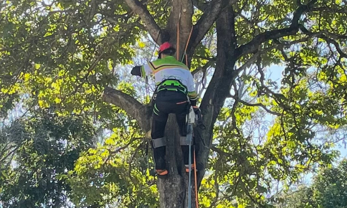 Tree Trimming Alderley