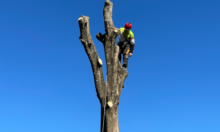 arborist near me