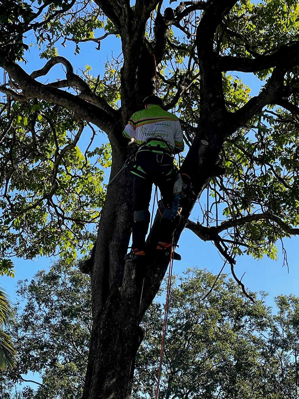 24/7 after hours emergency tree removal