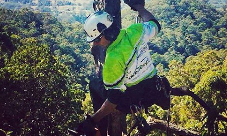 tree removal algester