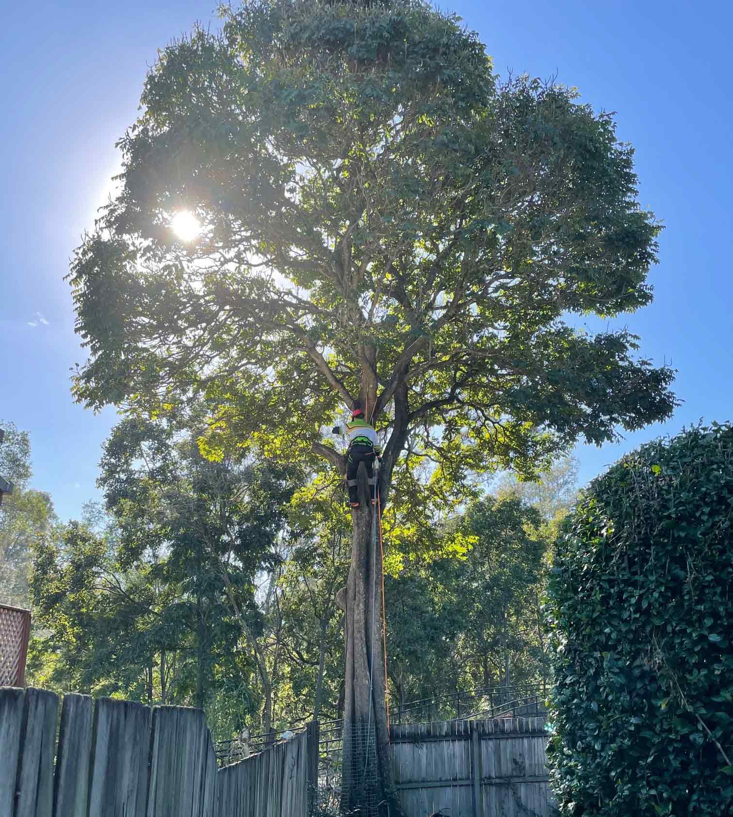 treepeeps-gallery-05
