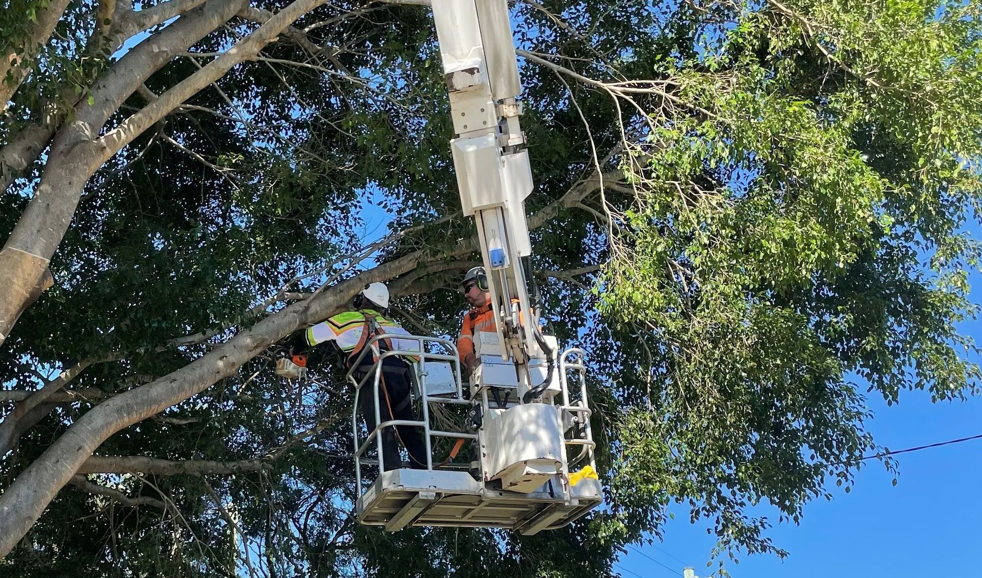 Treepeeps arborist providing free tree removal quote in Jimboomba
