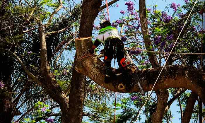 Tree Removal Beaudesert