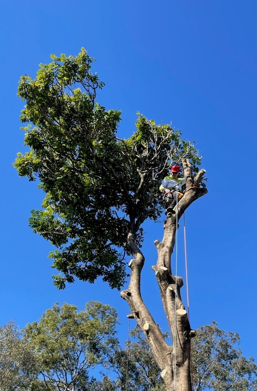 Brisbane Tree Removal
