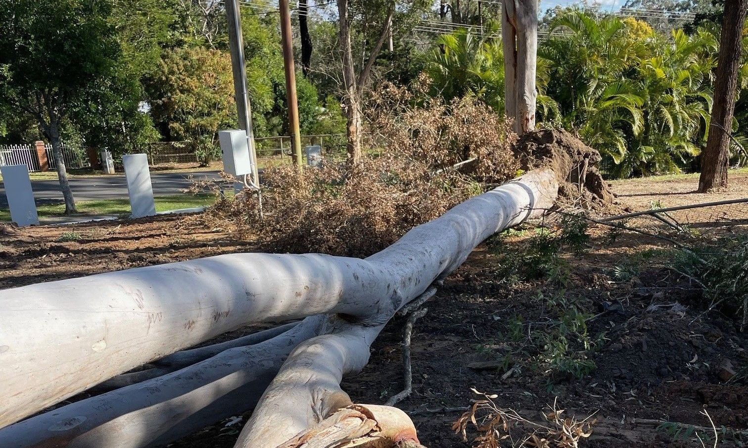 Tree Removal Belmont