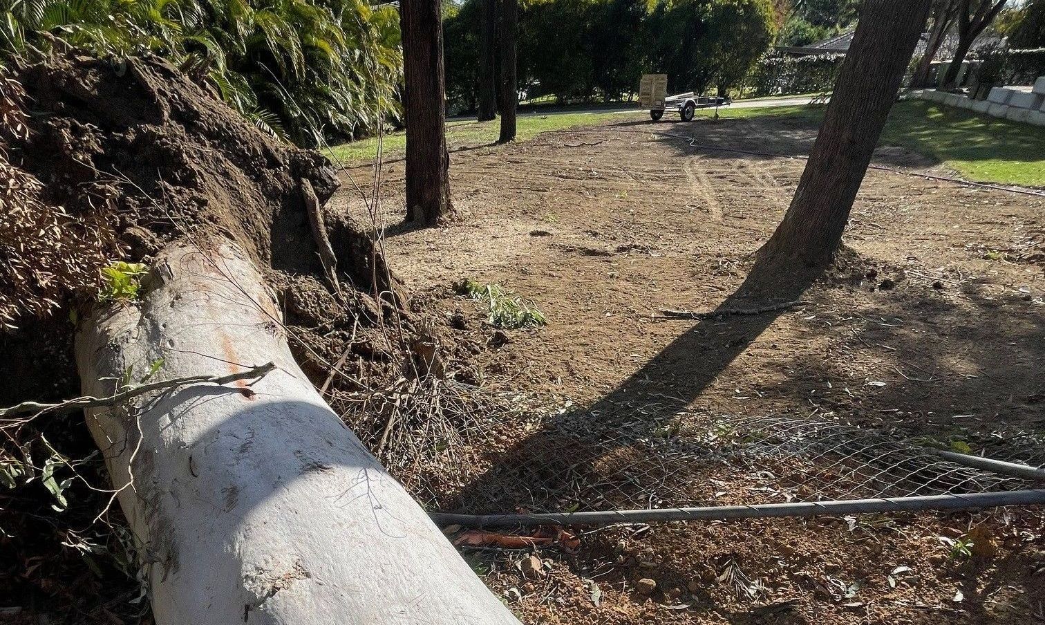 Emergency Arborist Acacia Ridge