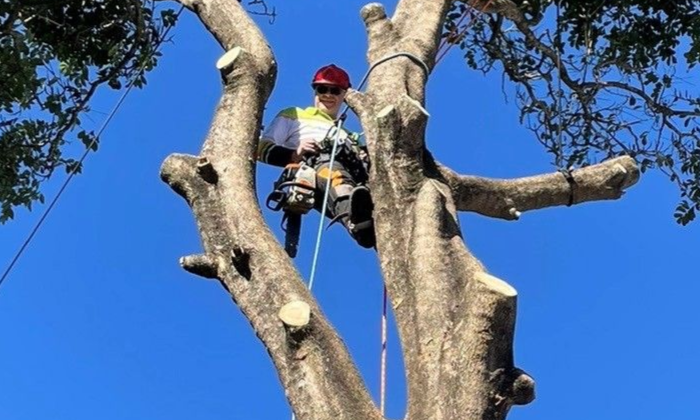 Tree loppers 