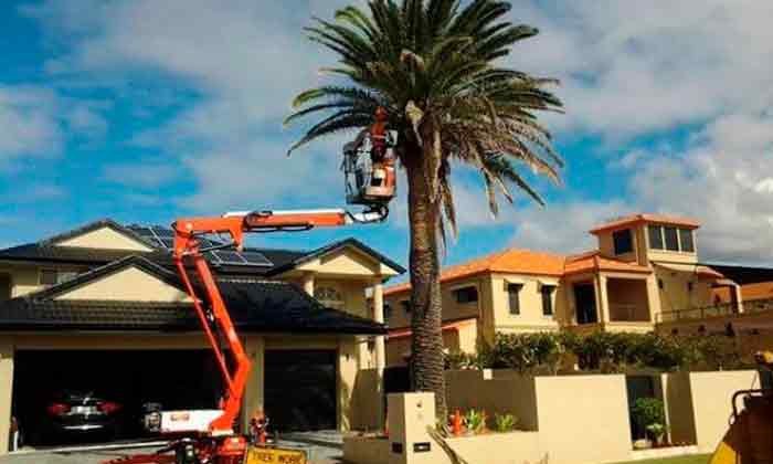 Palm Tree Removal Jimboomba