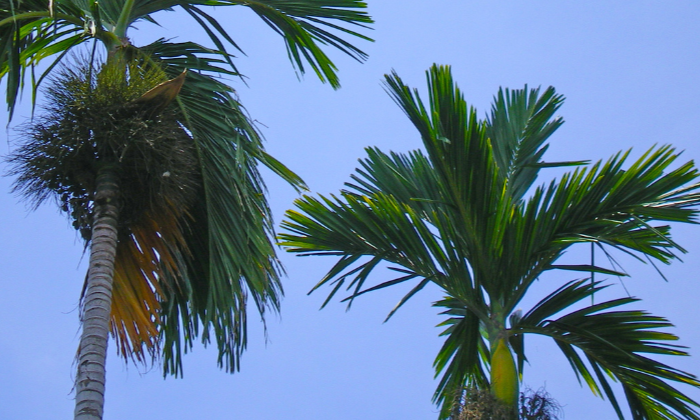 palm tree removal