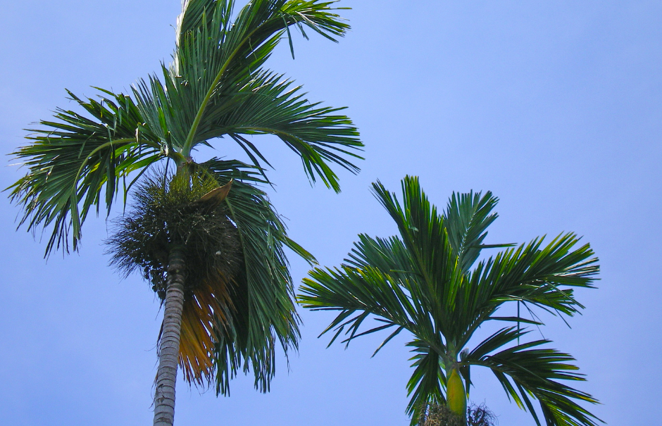 Palm Tree removal