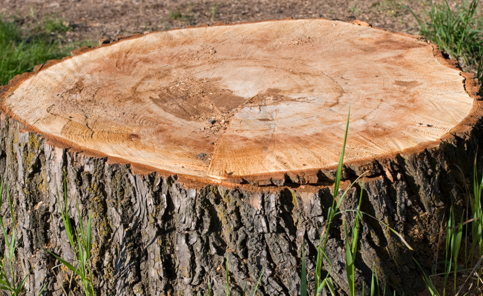Stump grinding Belmont