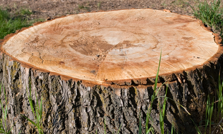 Stump Removal 
