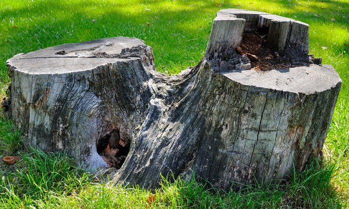 Stump grinding in Jimboomba residential property