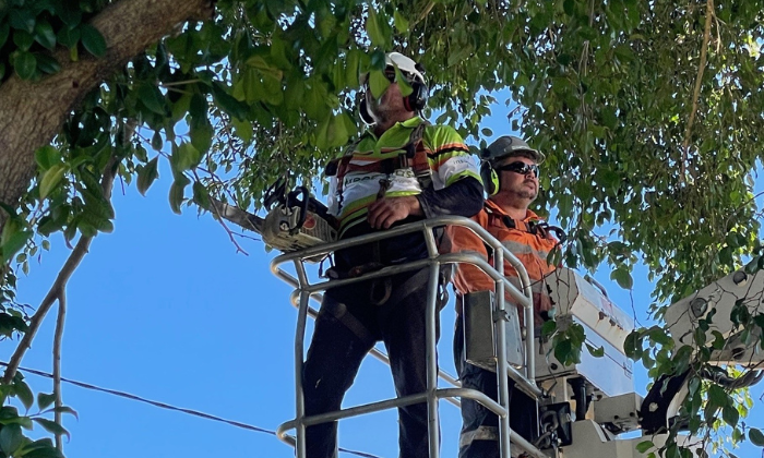 Tree Loppers Logan City by Treepeeps Tree Loppers Logan City