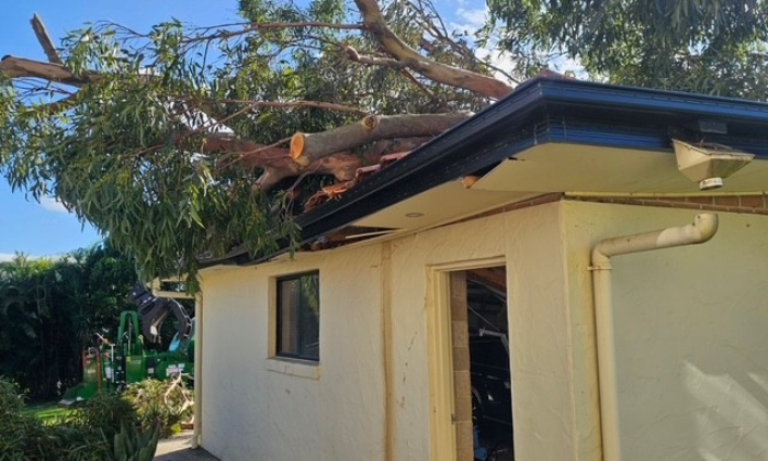 emergency arborist alderley