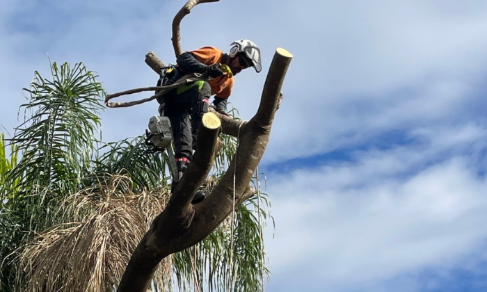 Tree Removal Alderley