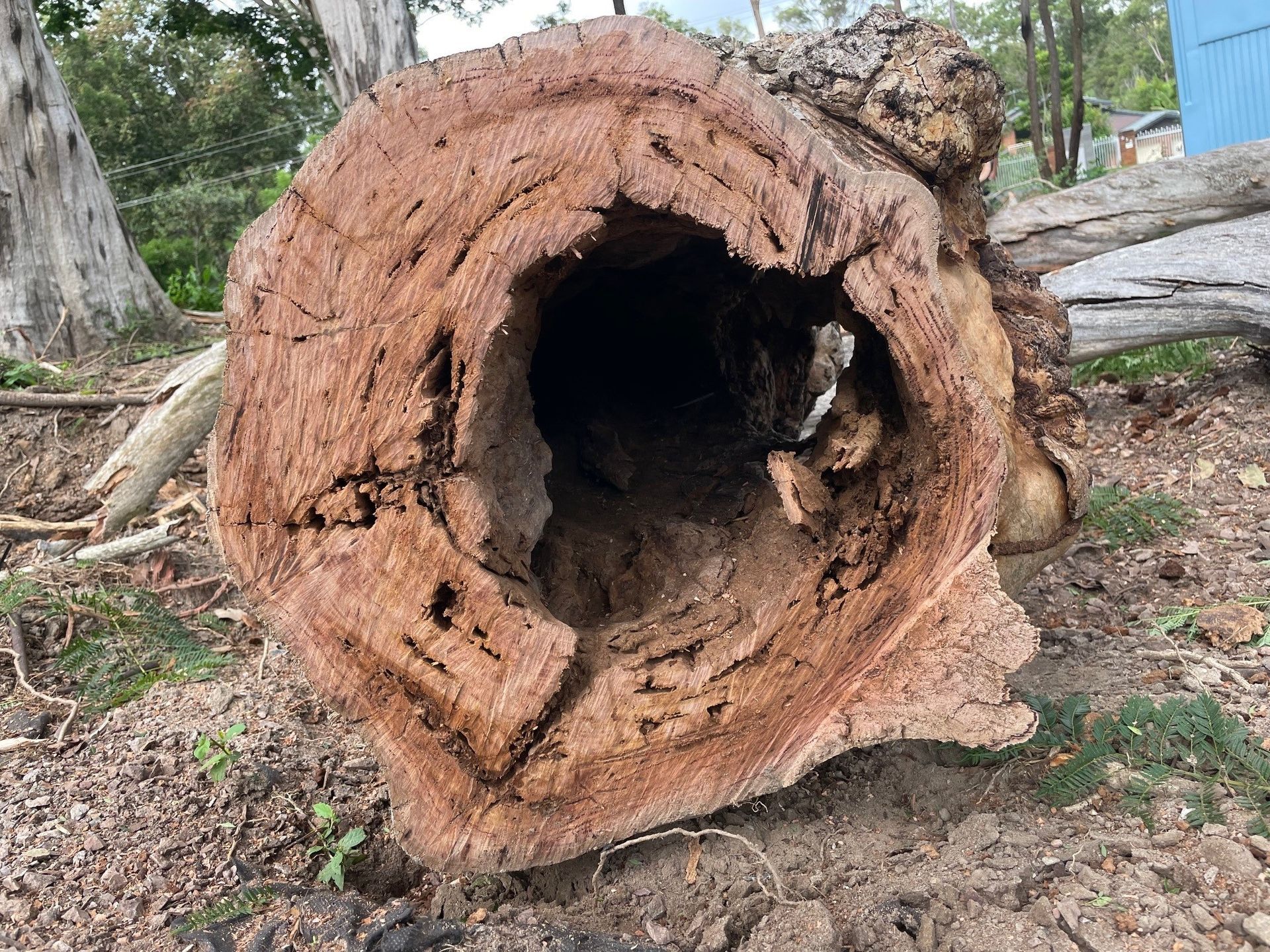 Tree Services Brisbane