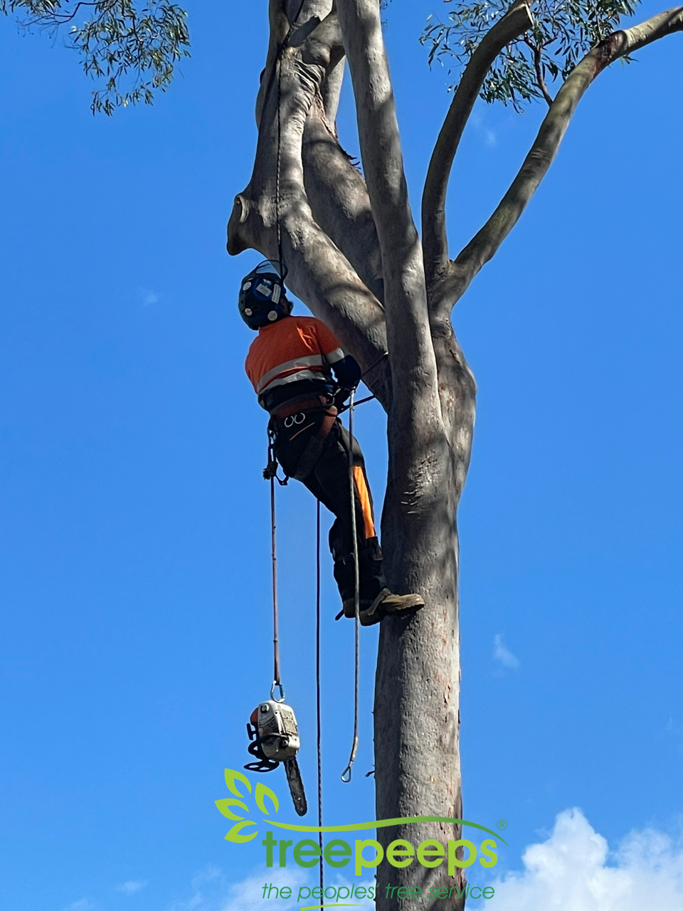 tree lopping companies brisbane