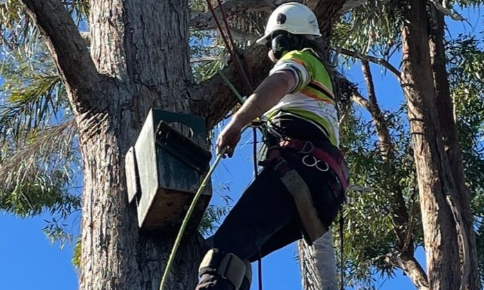 Tree Trimming bald hills