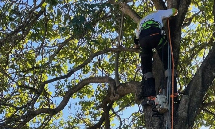 Tree Removal Paddington