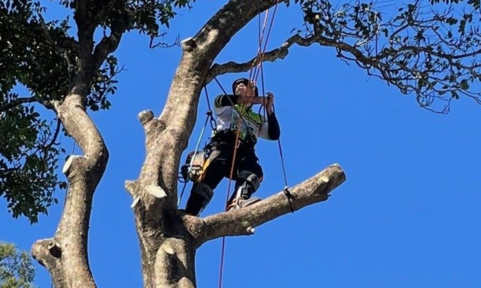 Tree Removal Logan