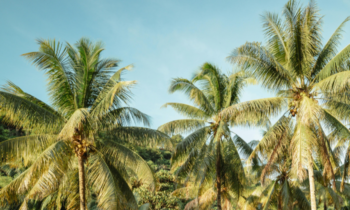 palm tree removal