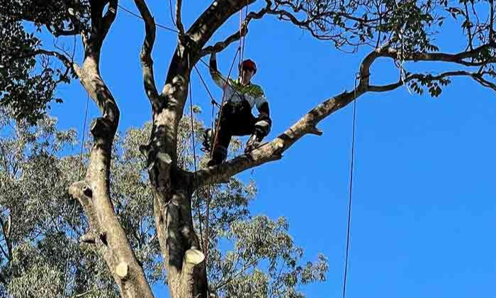 Tree Removal