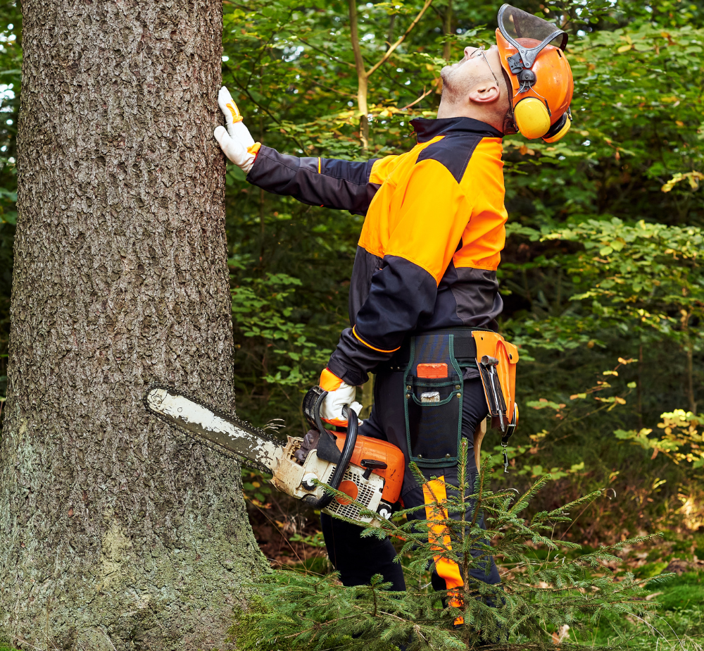 Tree lopper near me