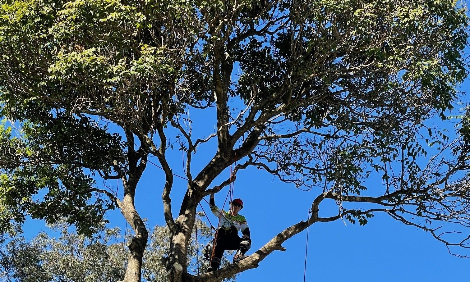 Tree Removal Carina