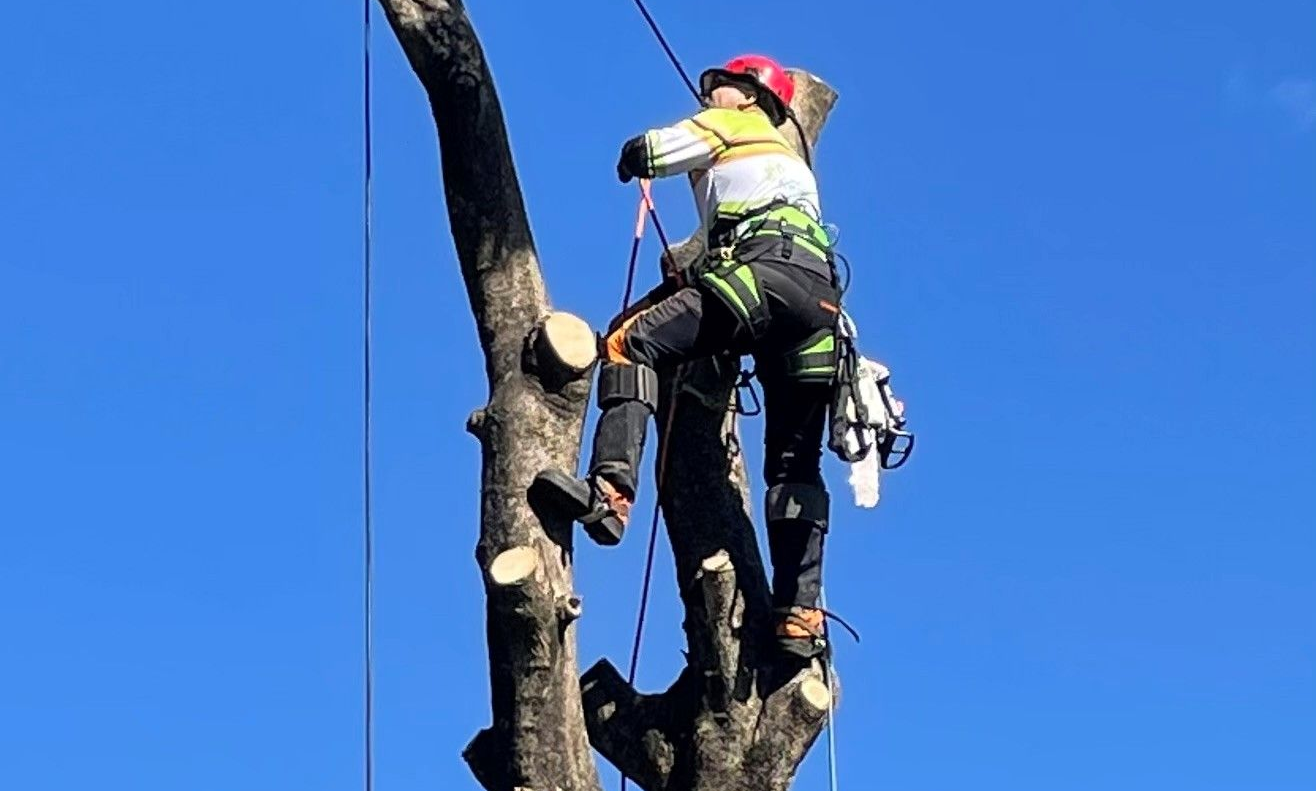 Tree Removal bald hills